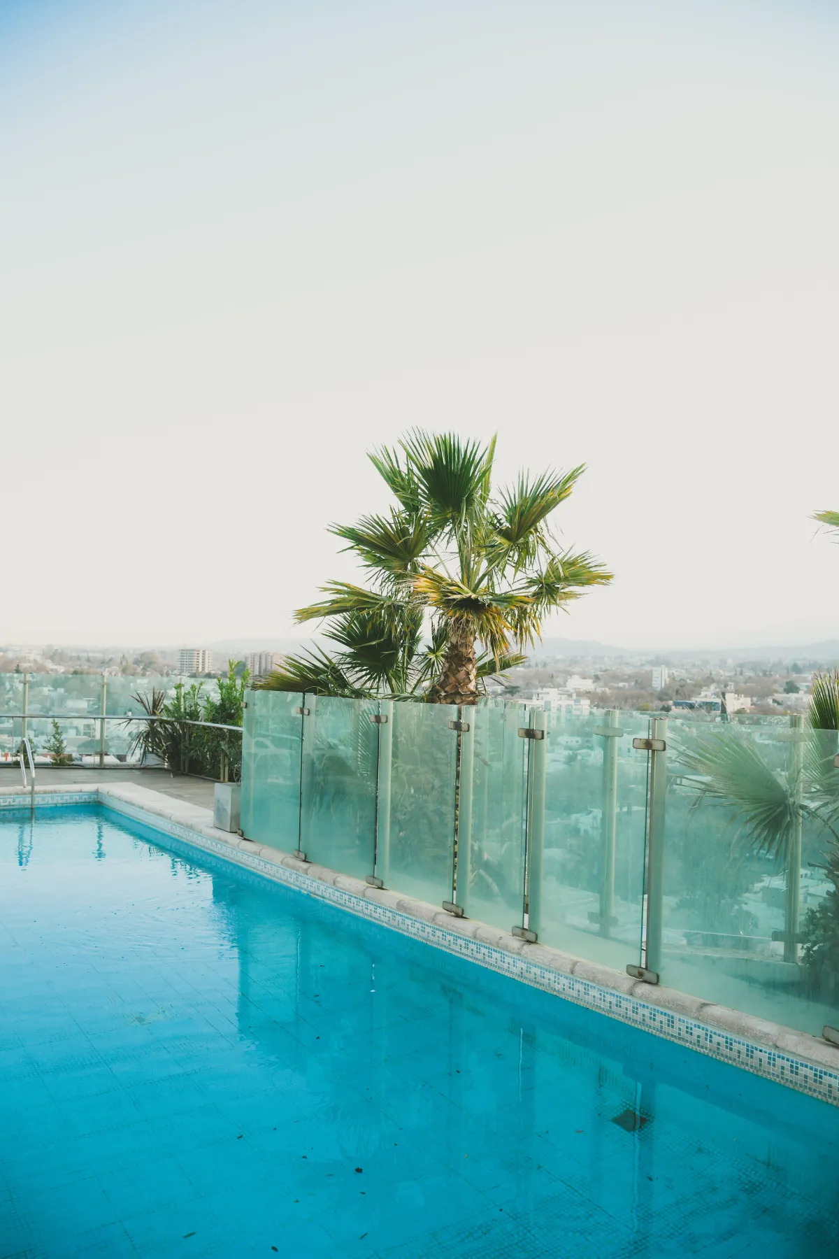 Pool with a frameless glass pool fence and palm tree